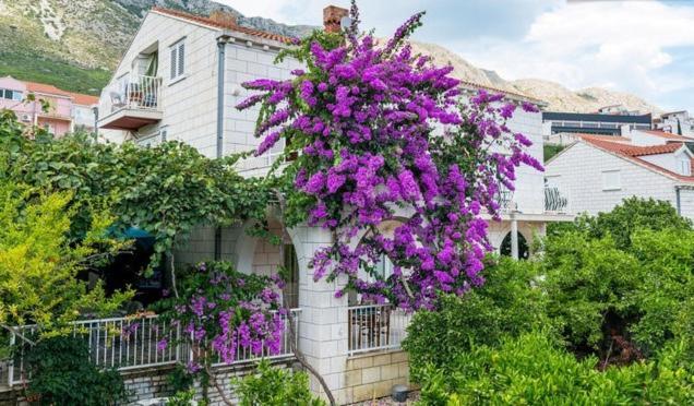 Apartments Husanovic Mokošica 객실 사진